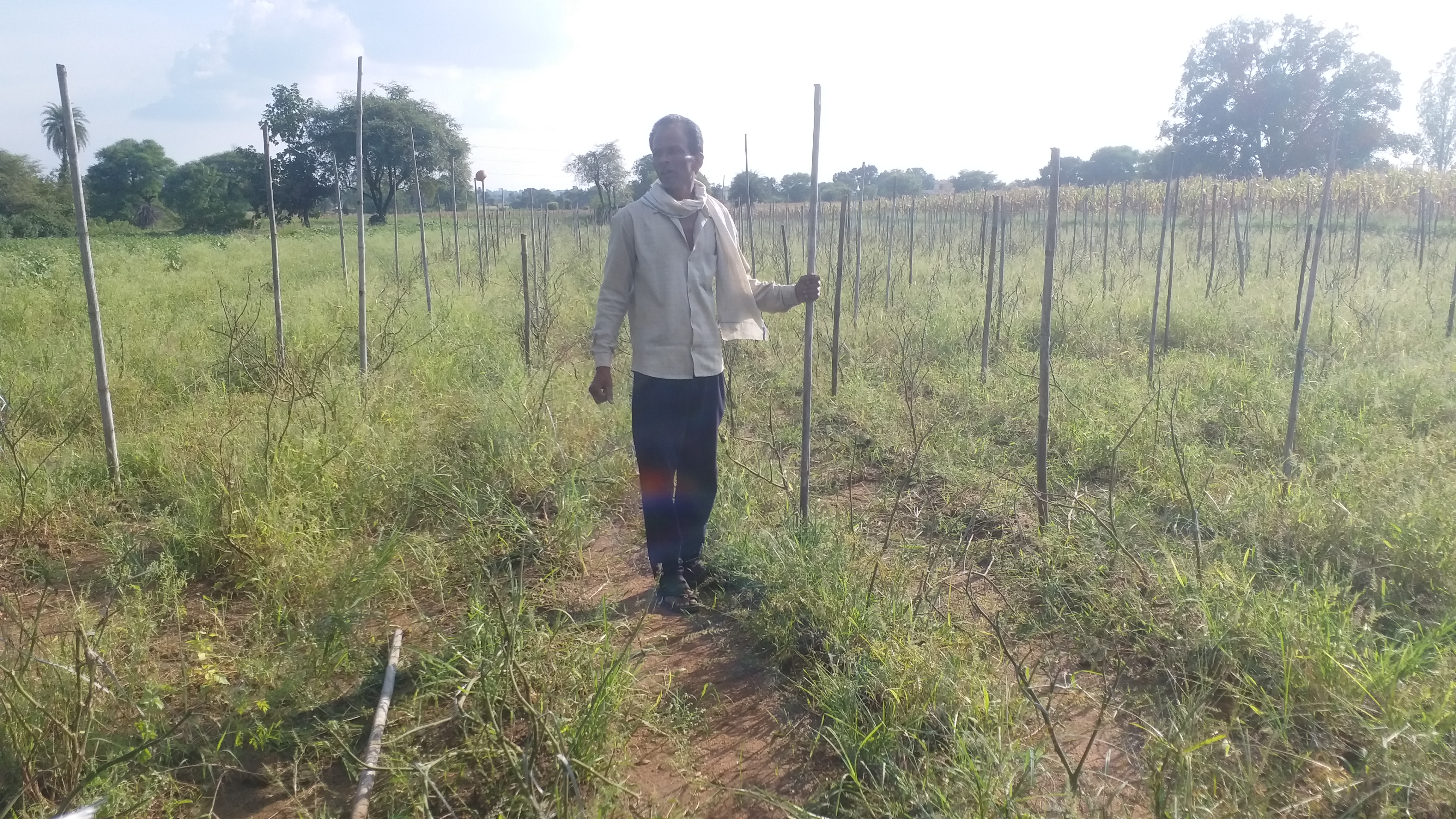 Torrential rains drew worry lines on farmers' foreheads