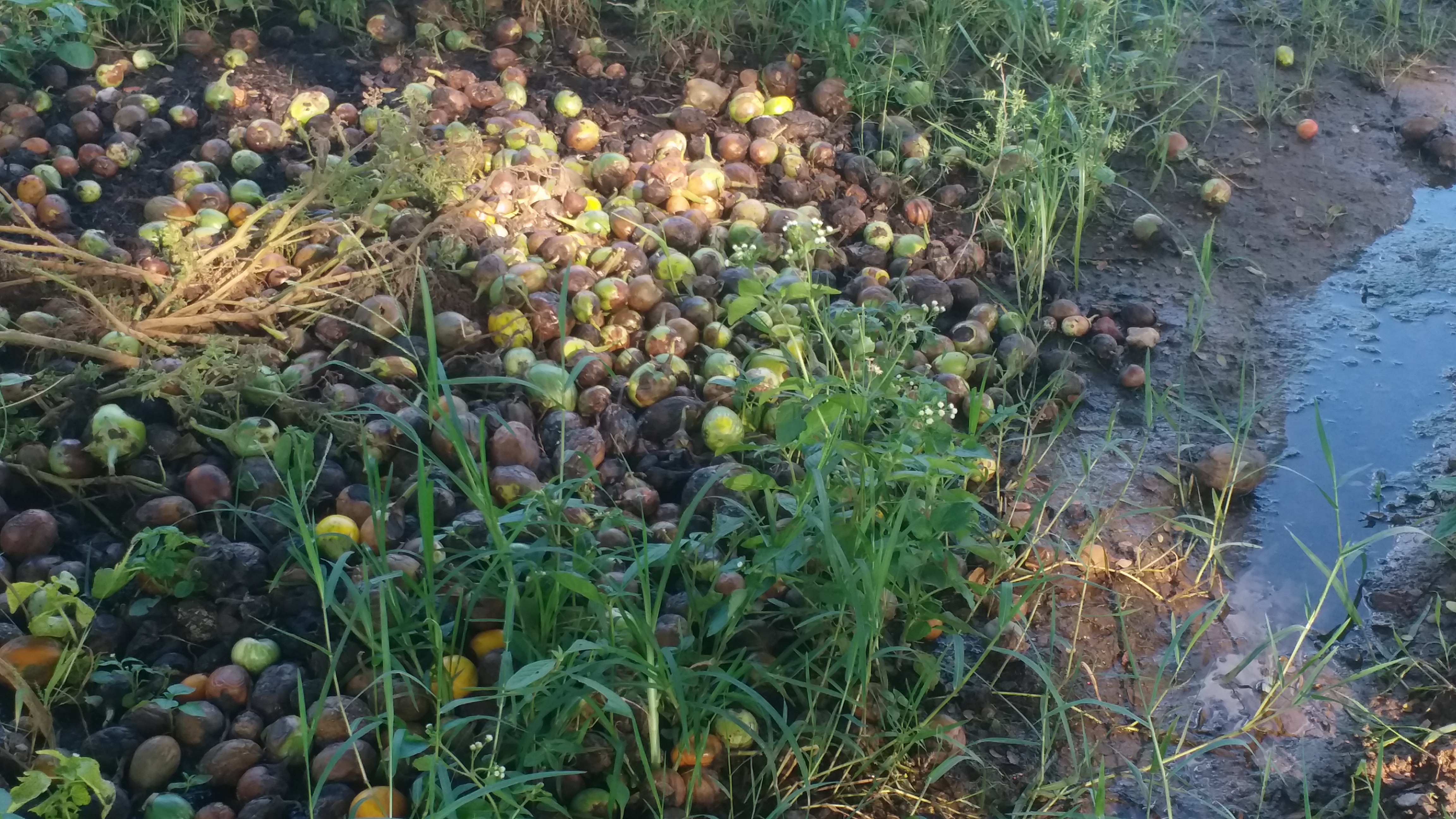 Brinjal tomato crop wasted