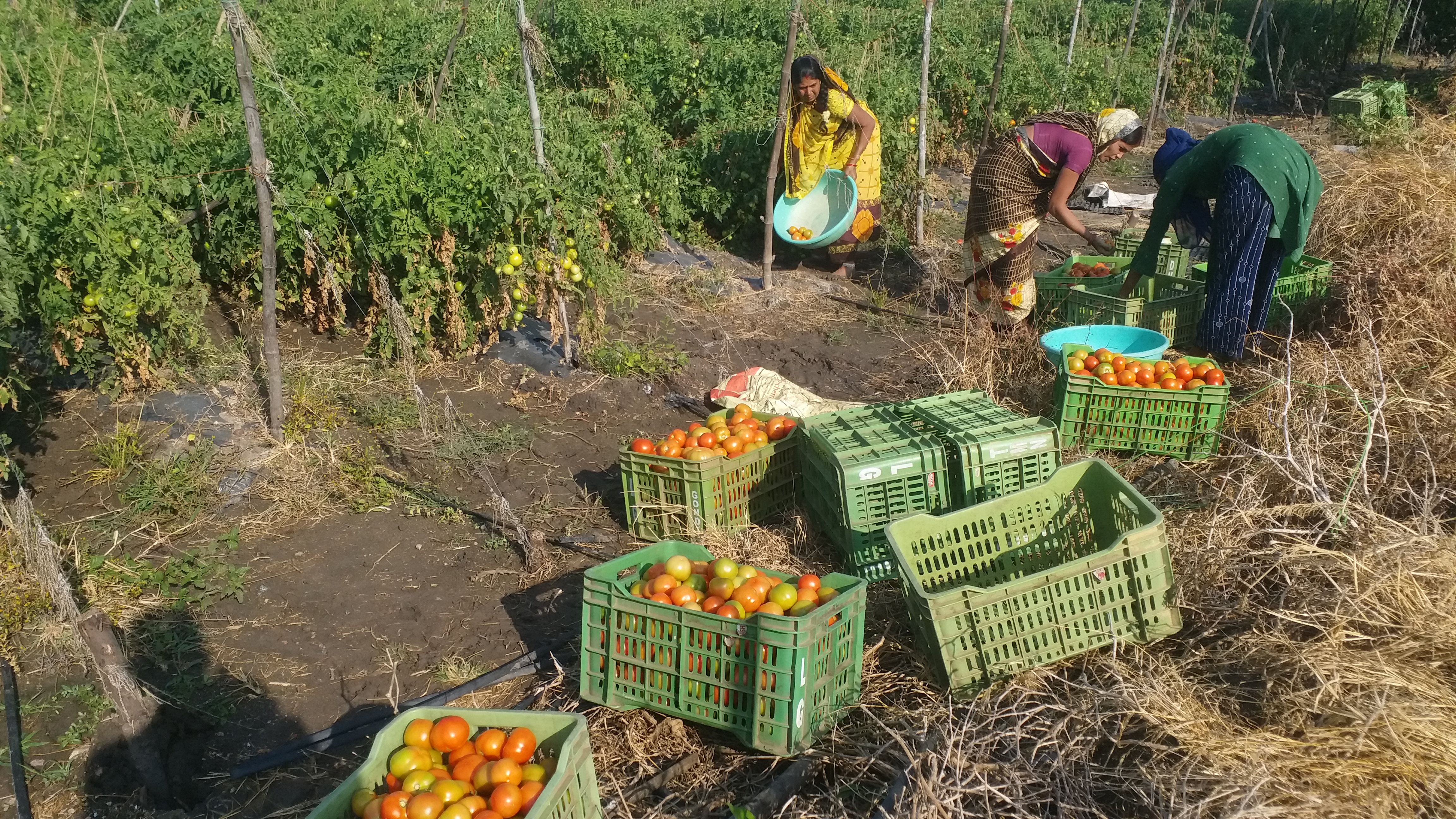 farmers not get any benefit from tomato crop