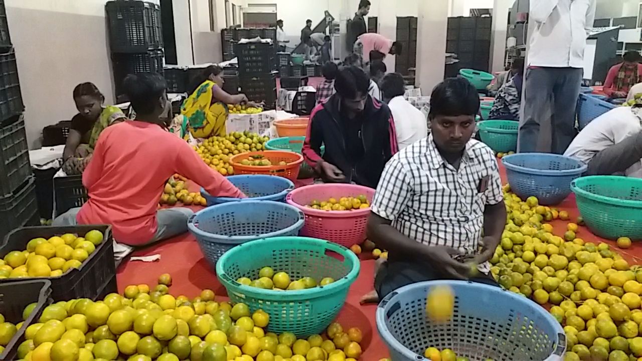 oranges export from india