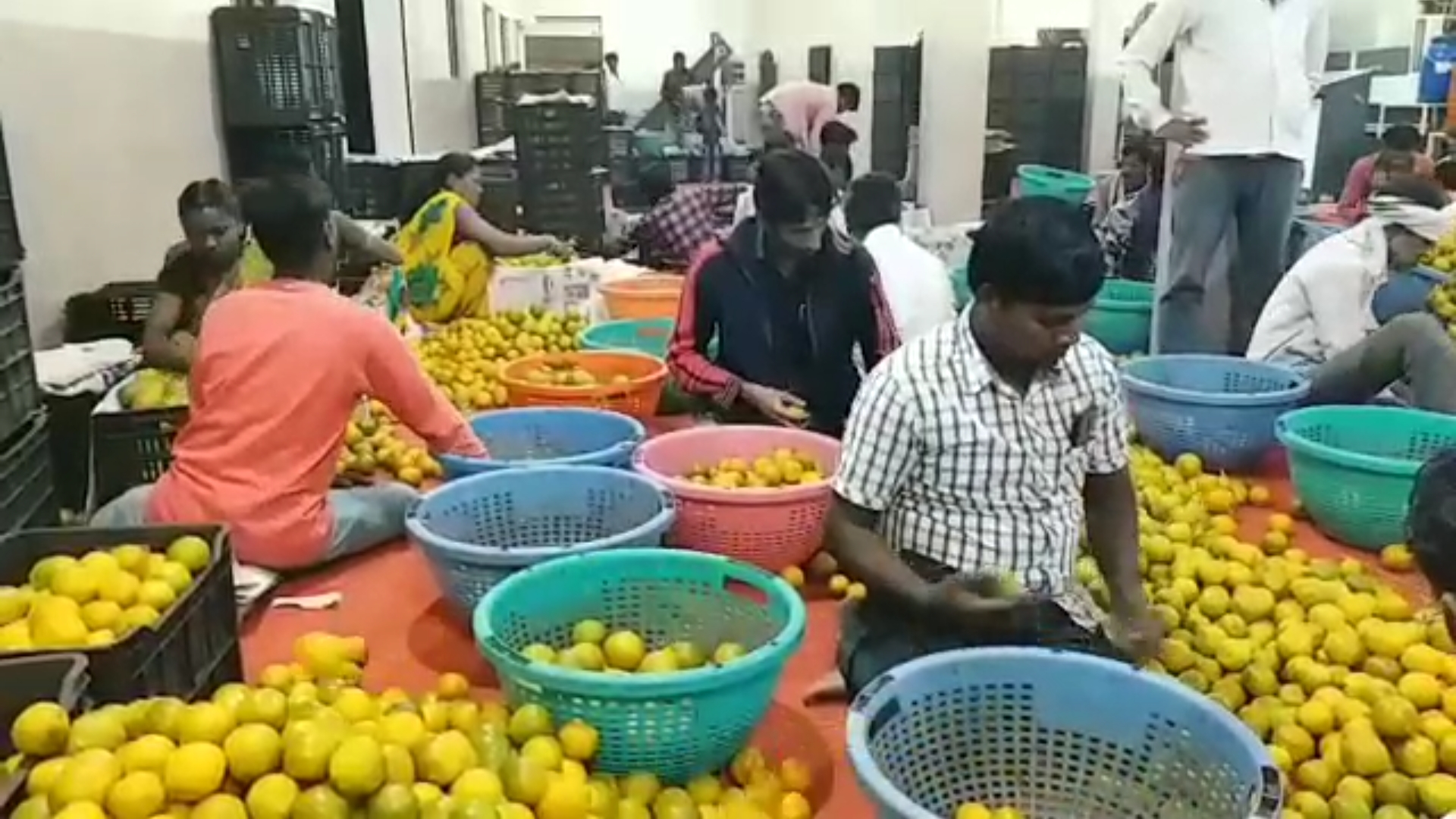 Workers preparing oranges to be sold in the market
