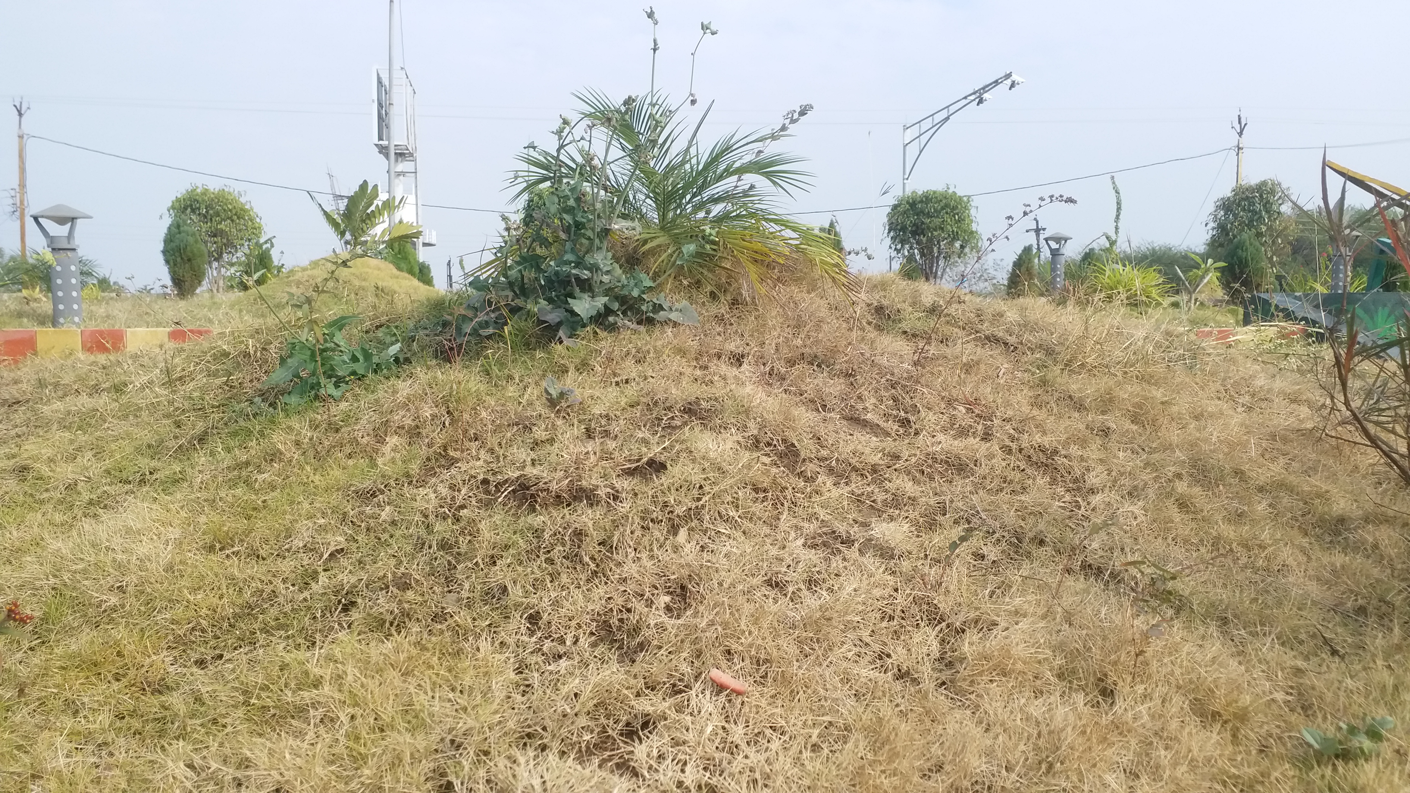 fail to maintain park and road side greenery