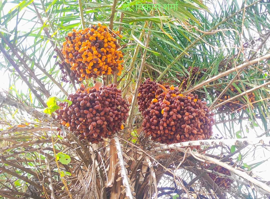 Chhind fruit in Chhindwara