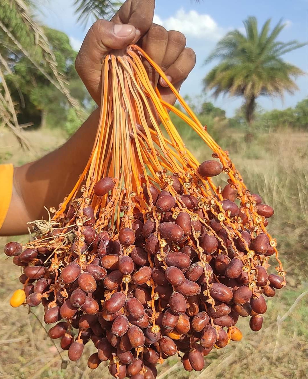 Chhind fruit in Chhindwara