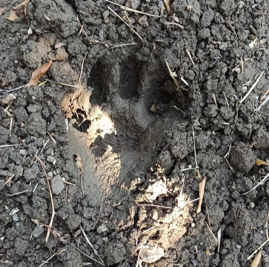 Tiger footprint