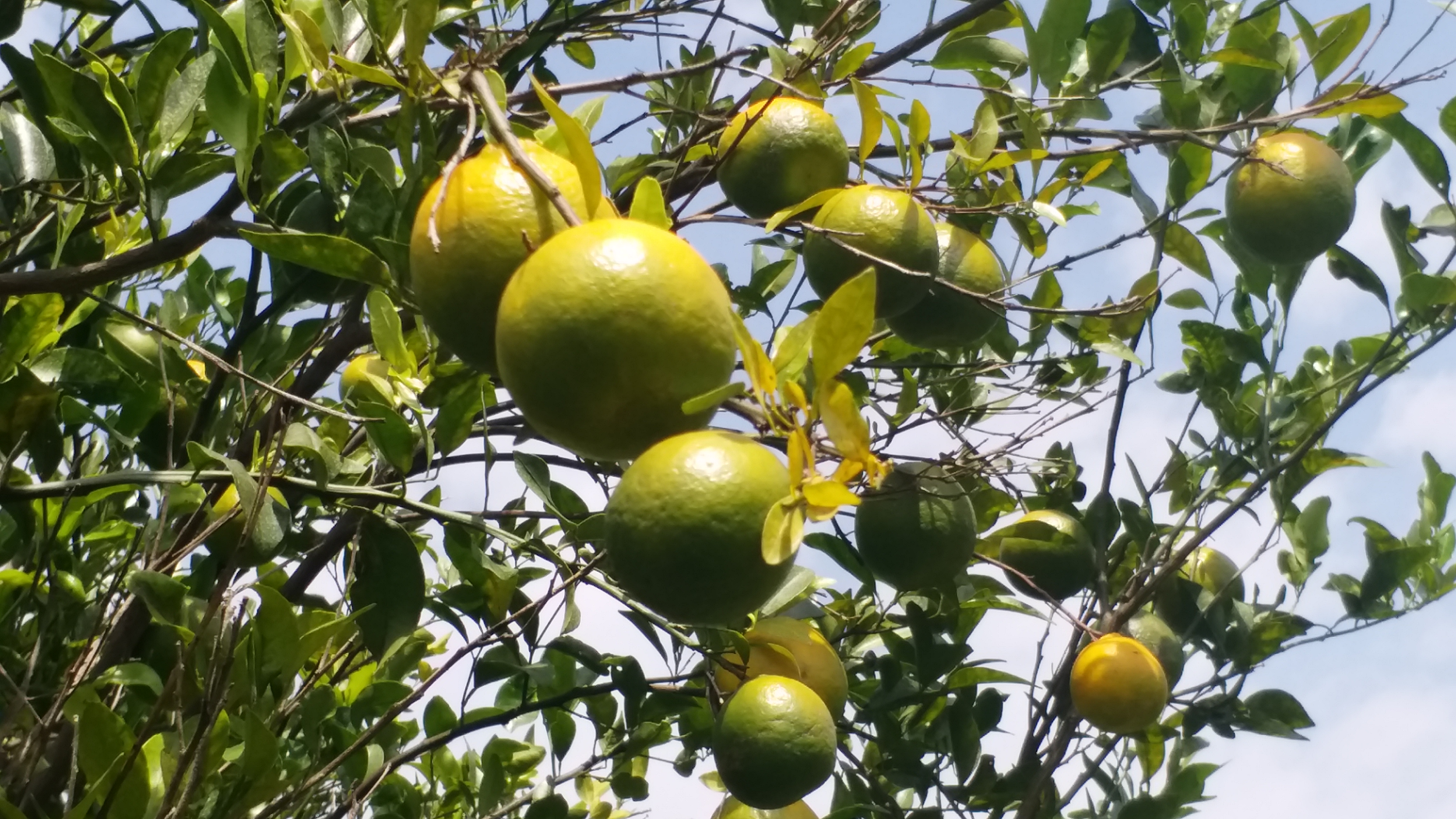 orange of chhindwara