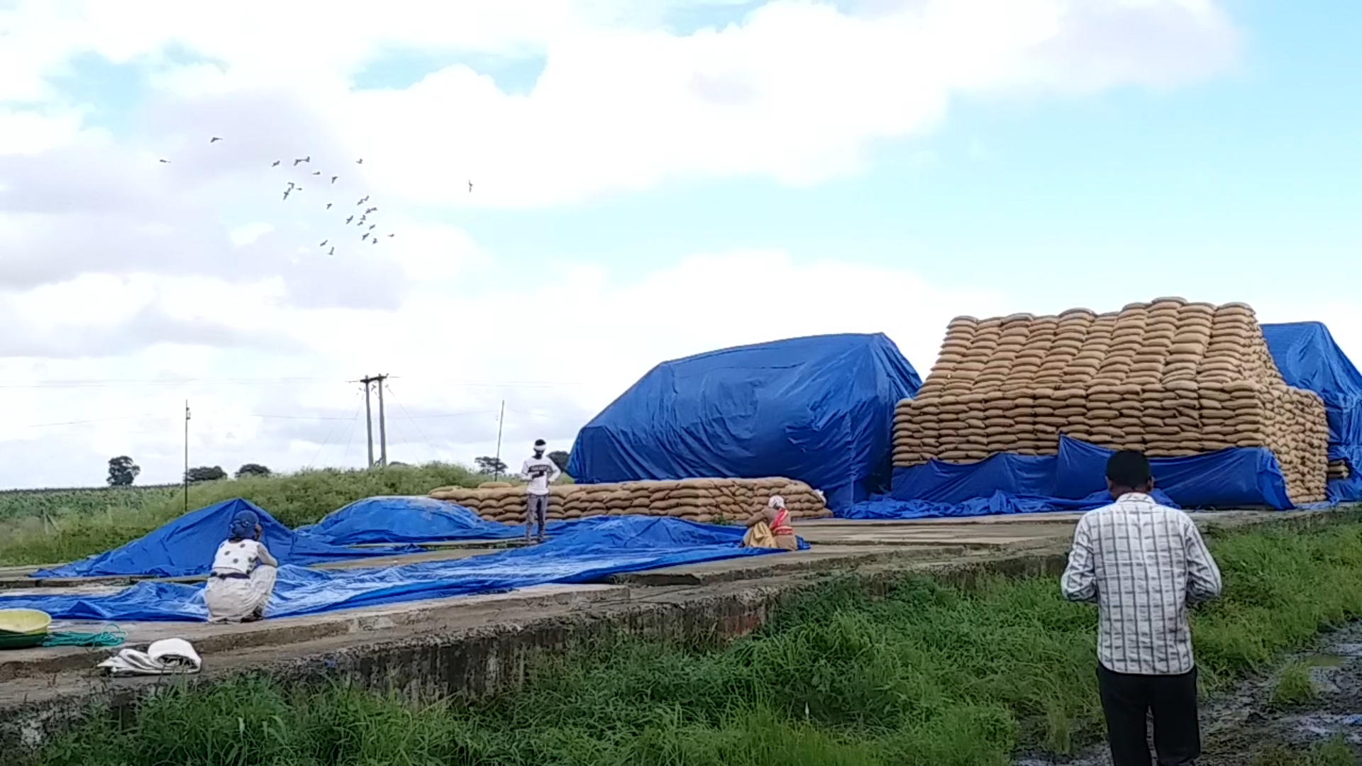 Wheat kept in open shed