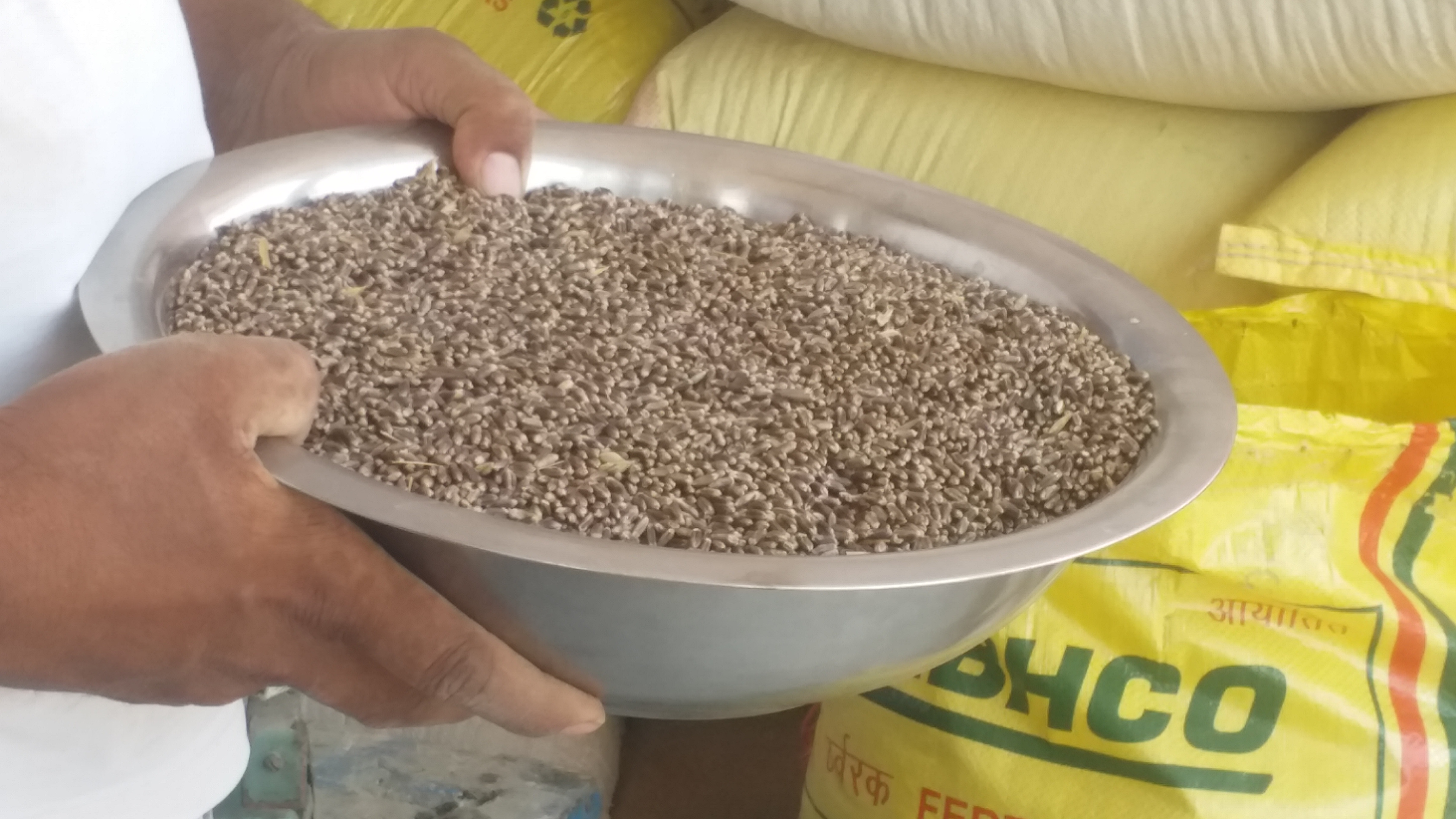 Farmer planted black colored wheat, tell many benefits