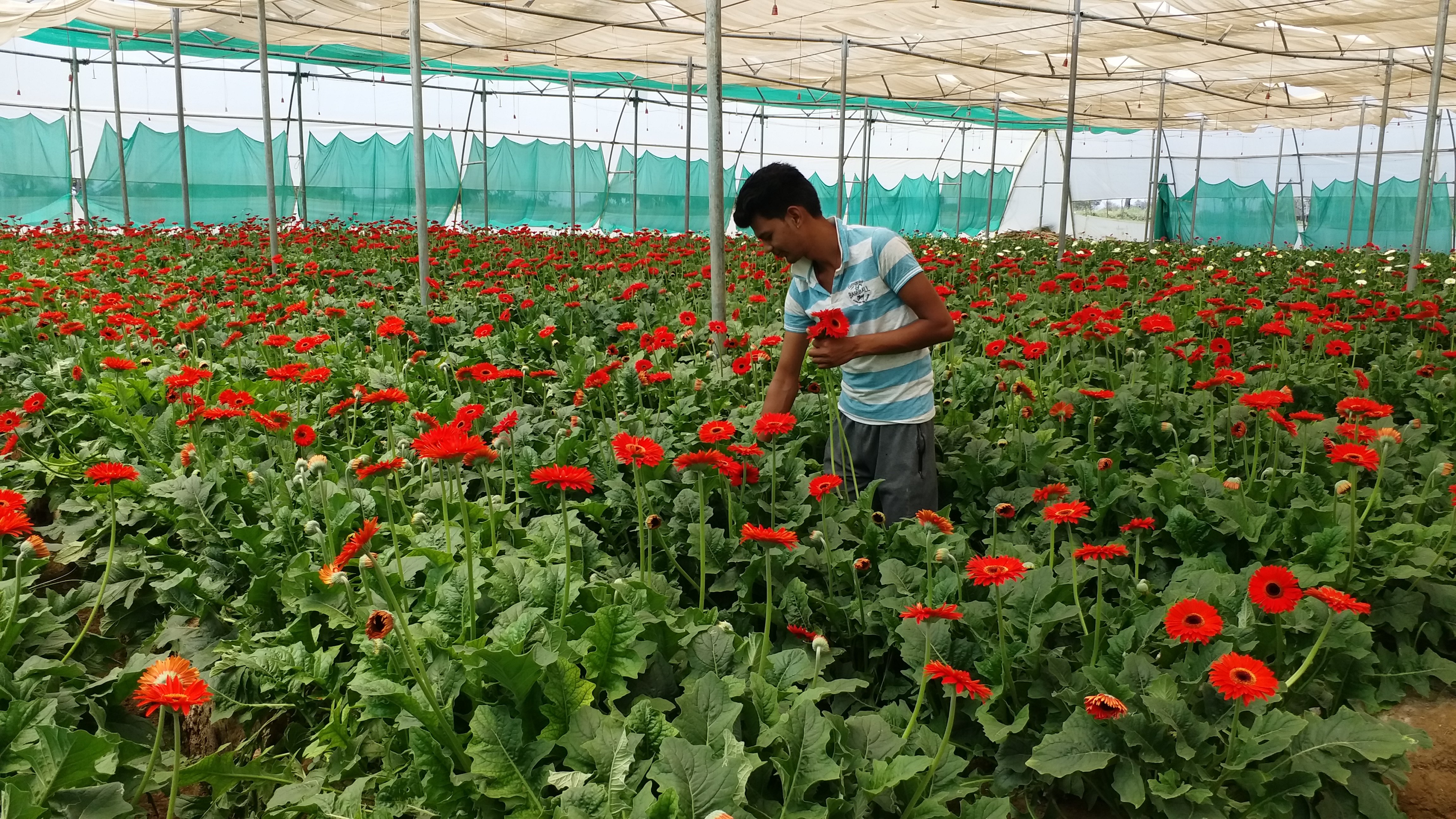 Gerbera flower trade down due