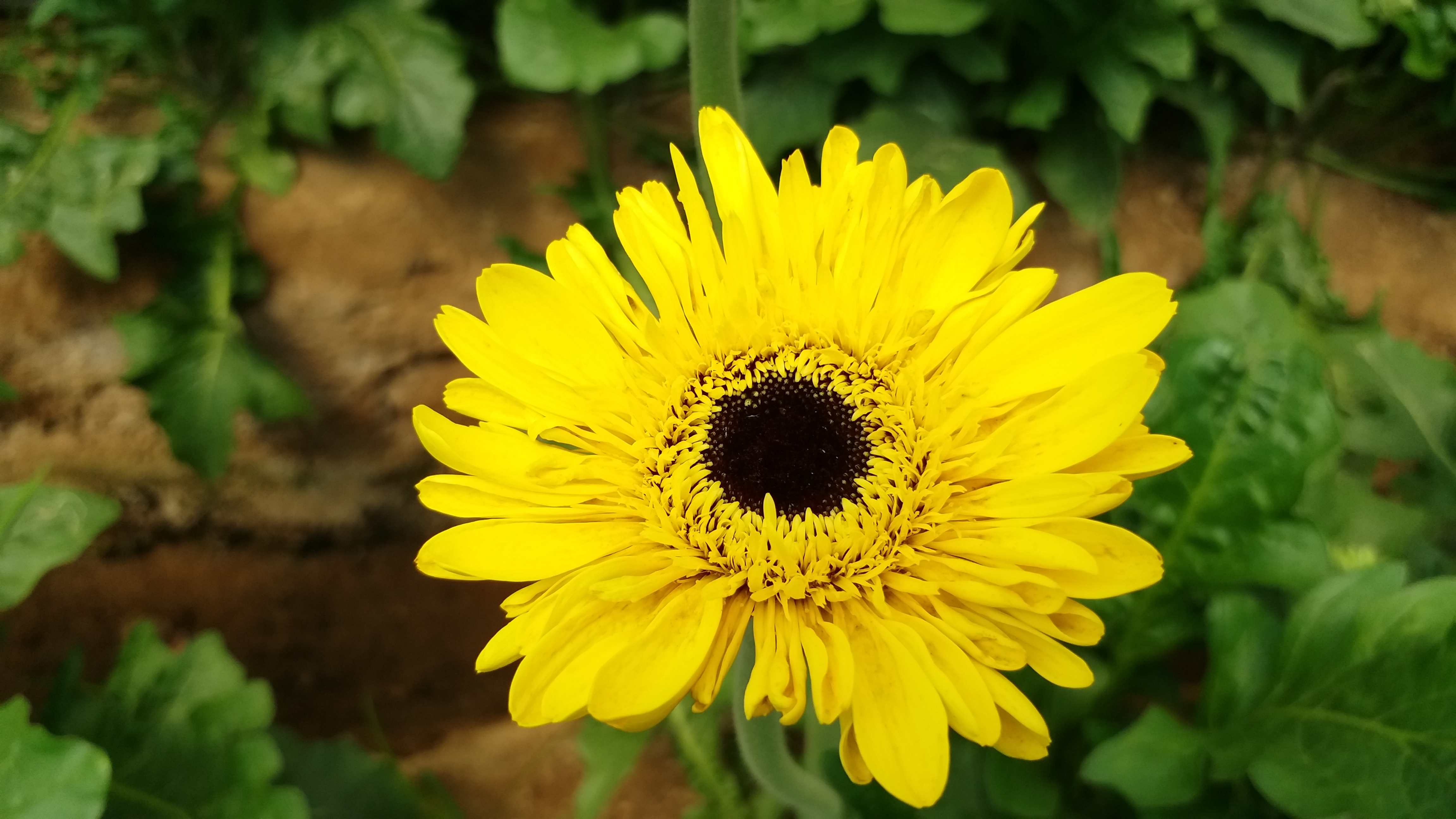 Gerbera flower trade down due