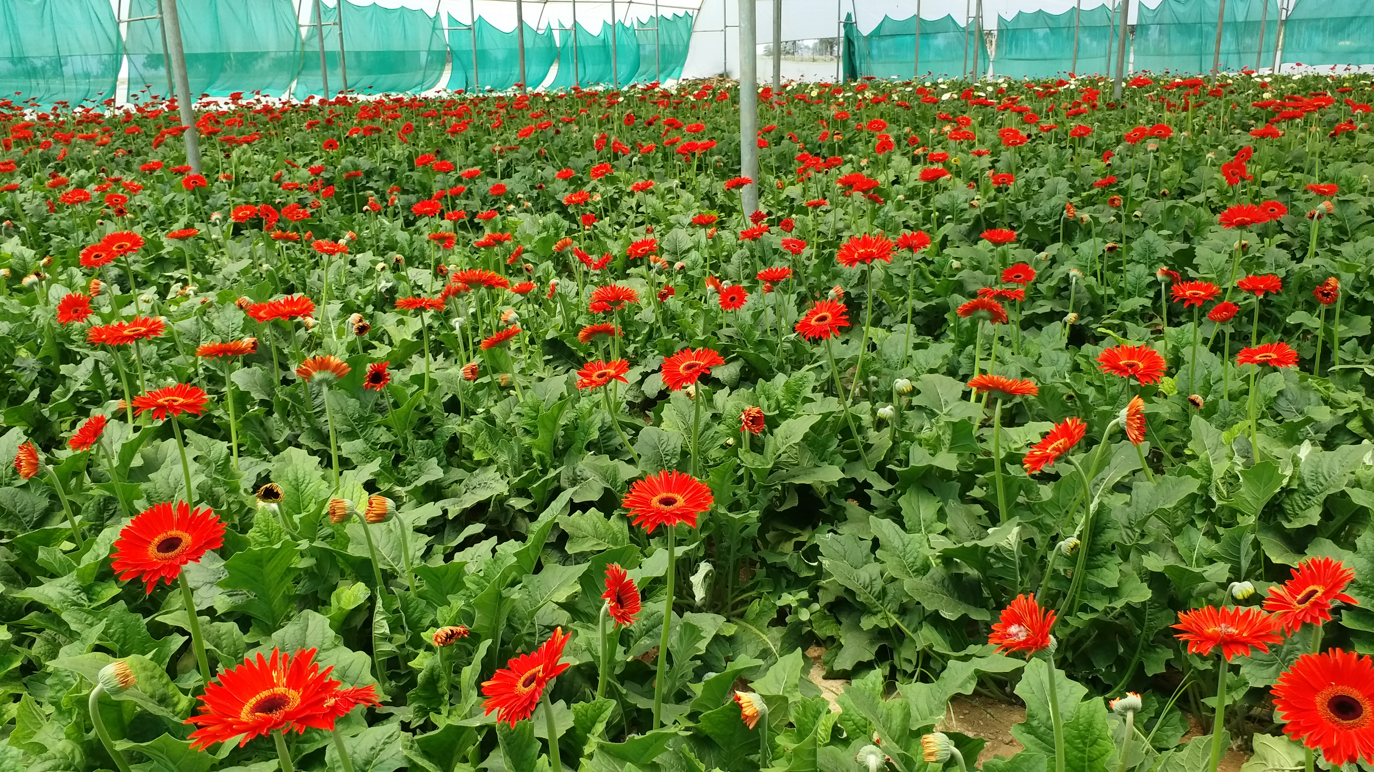 Gerbera flower trade down due