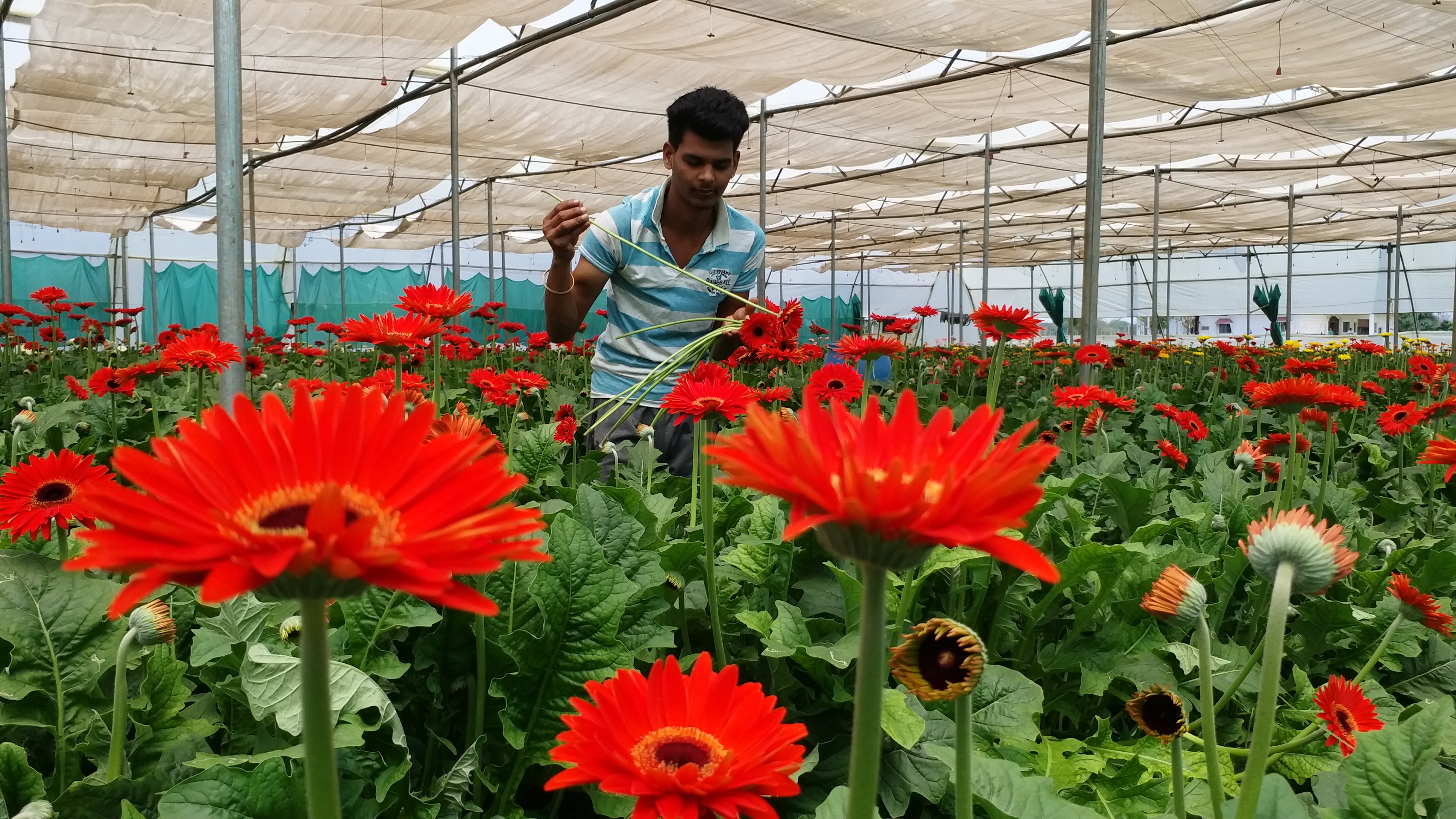 Gerbera flower trade down due