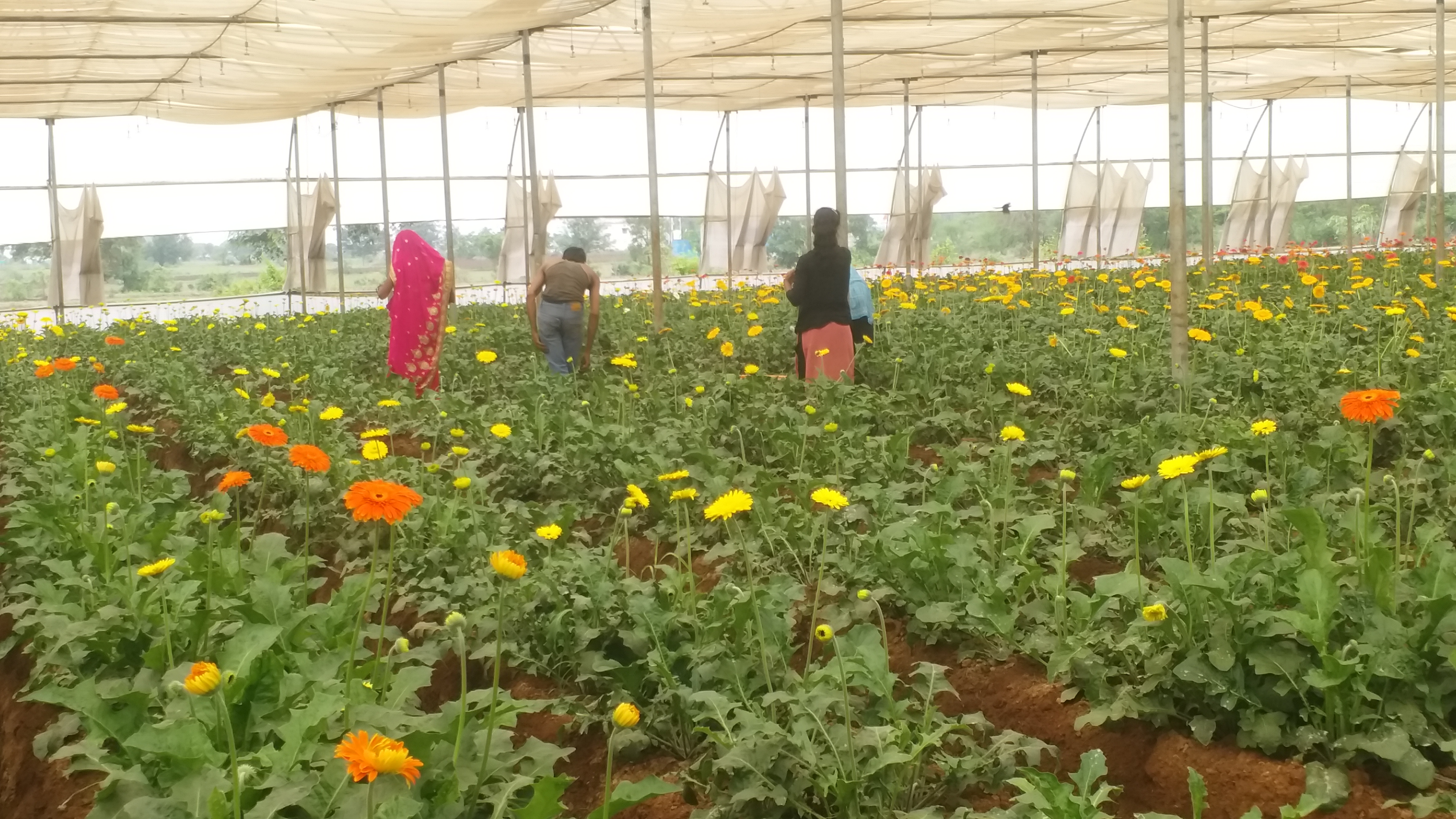 flower farmer