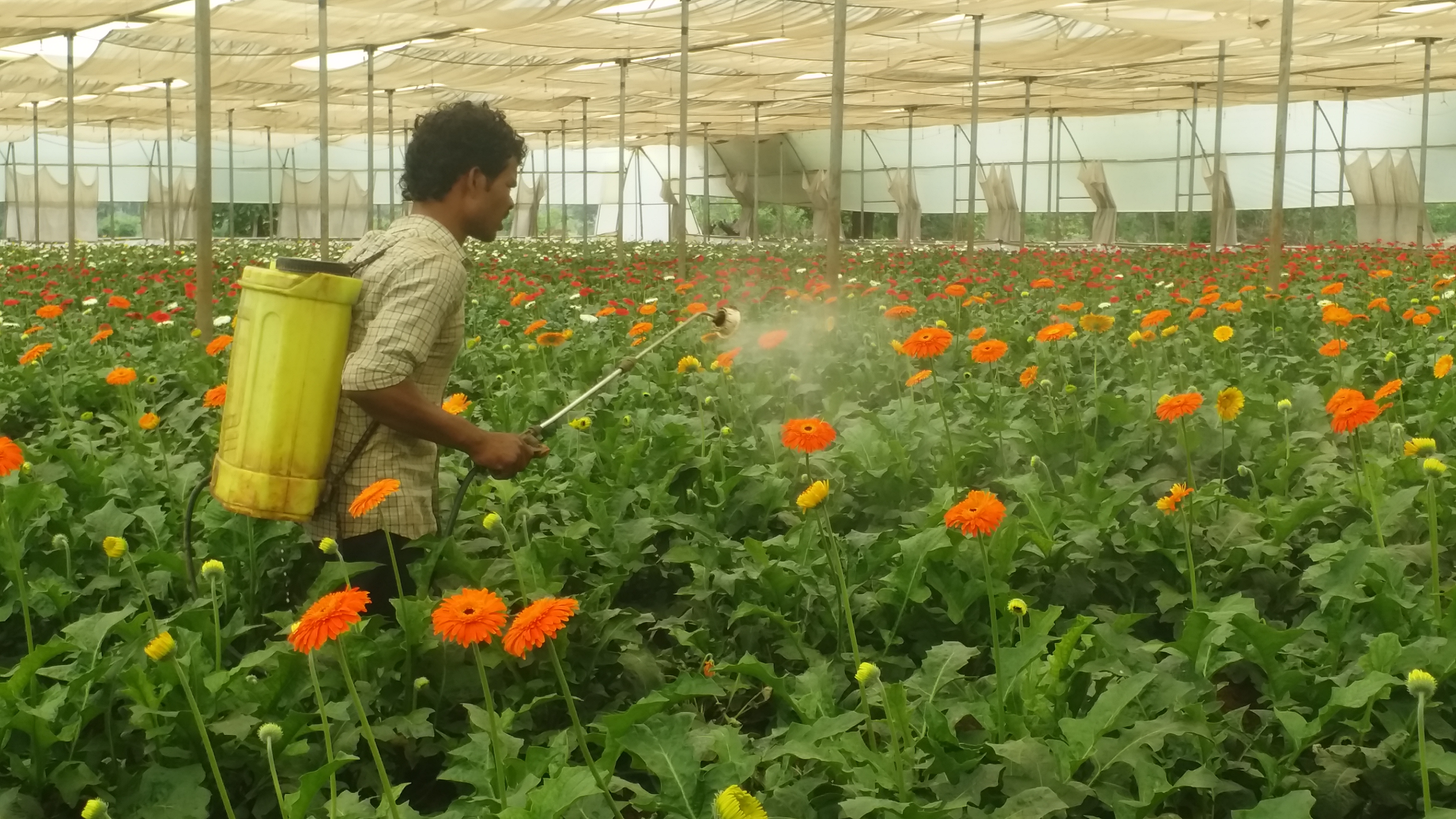 flower farmer