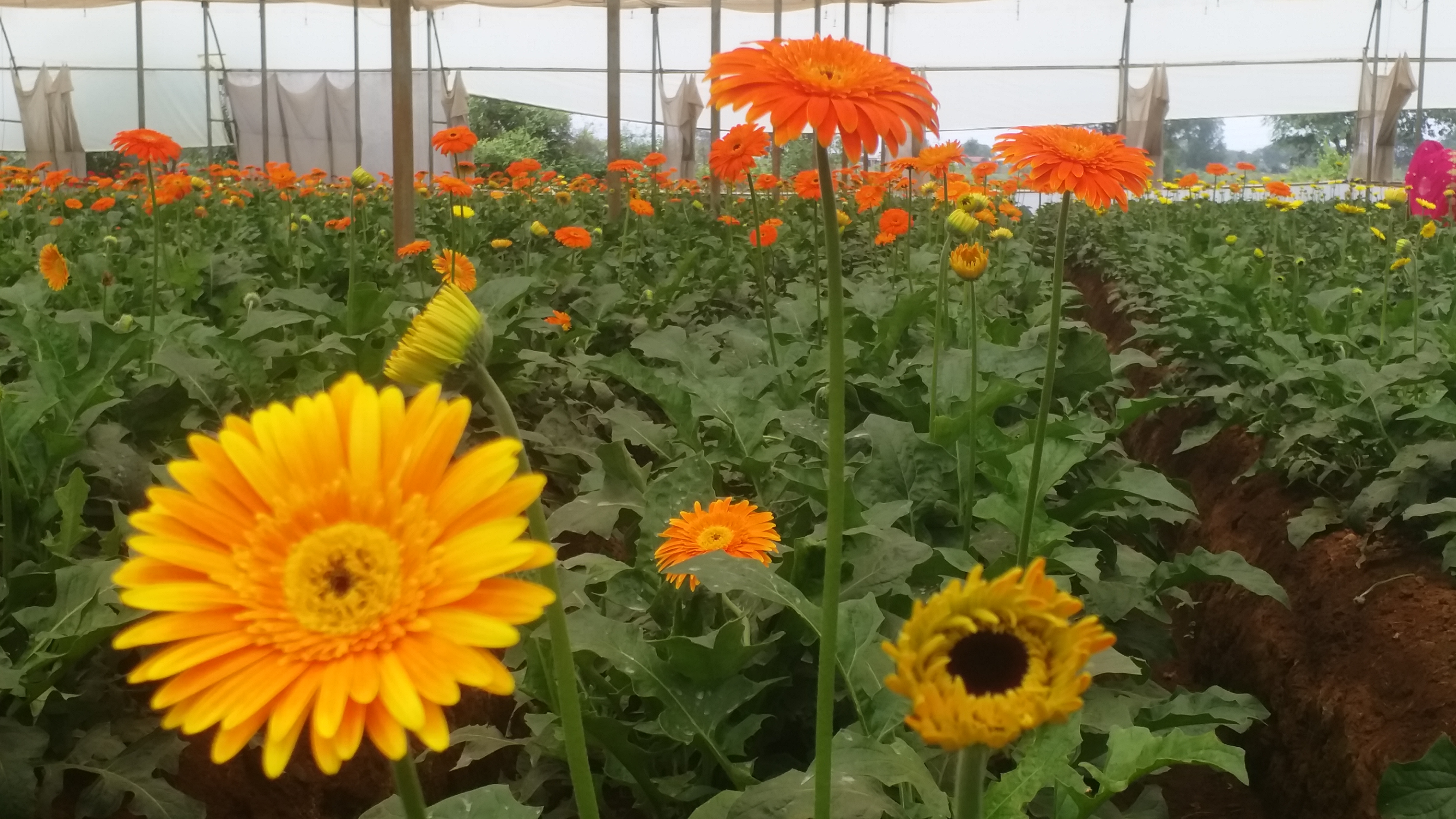 flower farmer