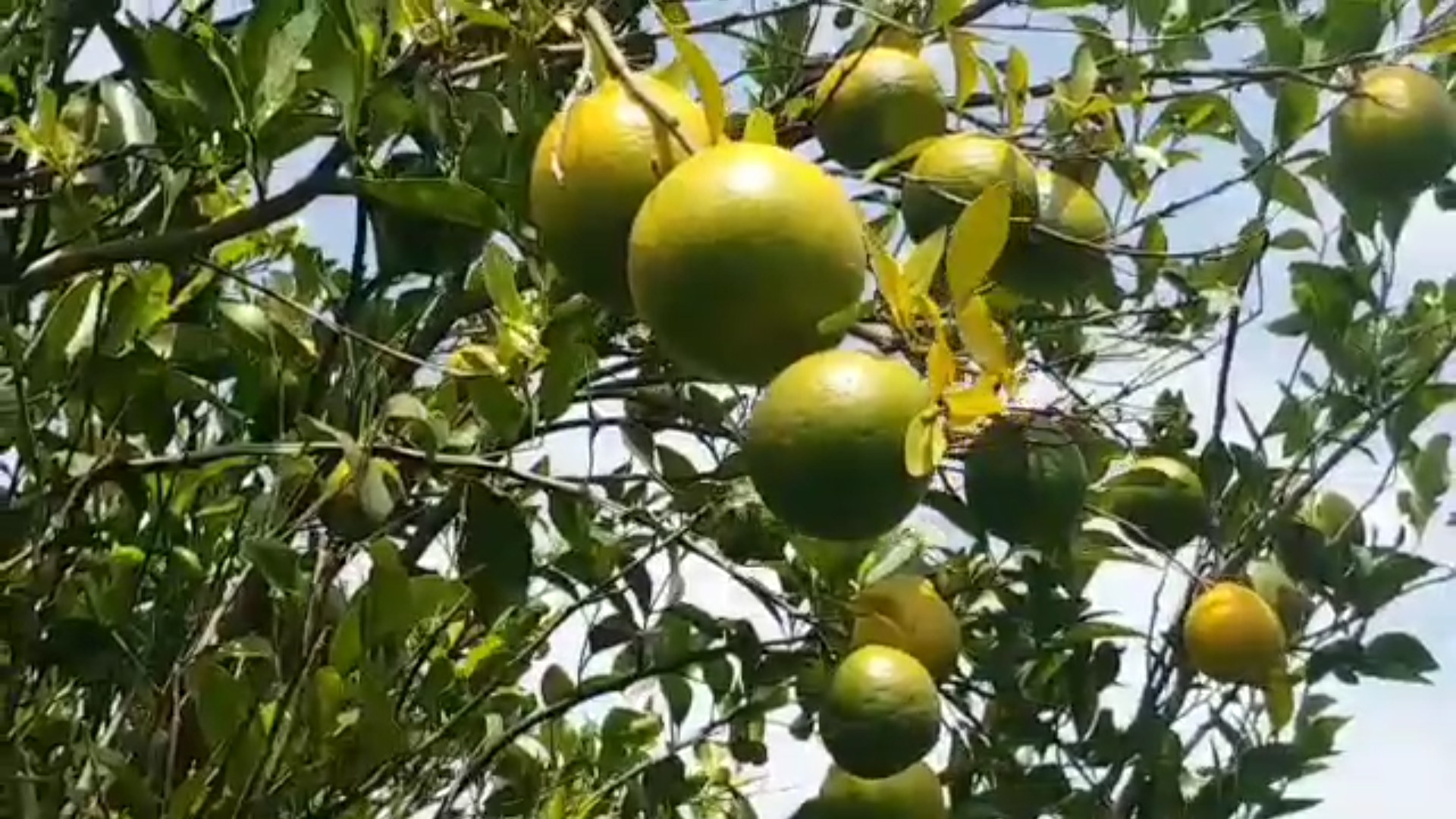 Unseasonal rain threat to orange crop in Chhindwara farmers worried