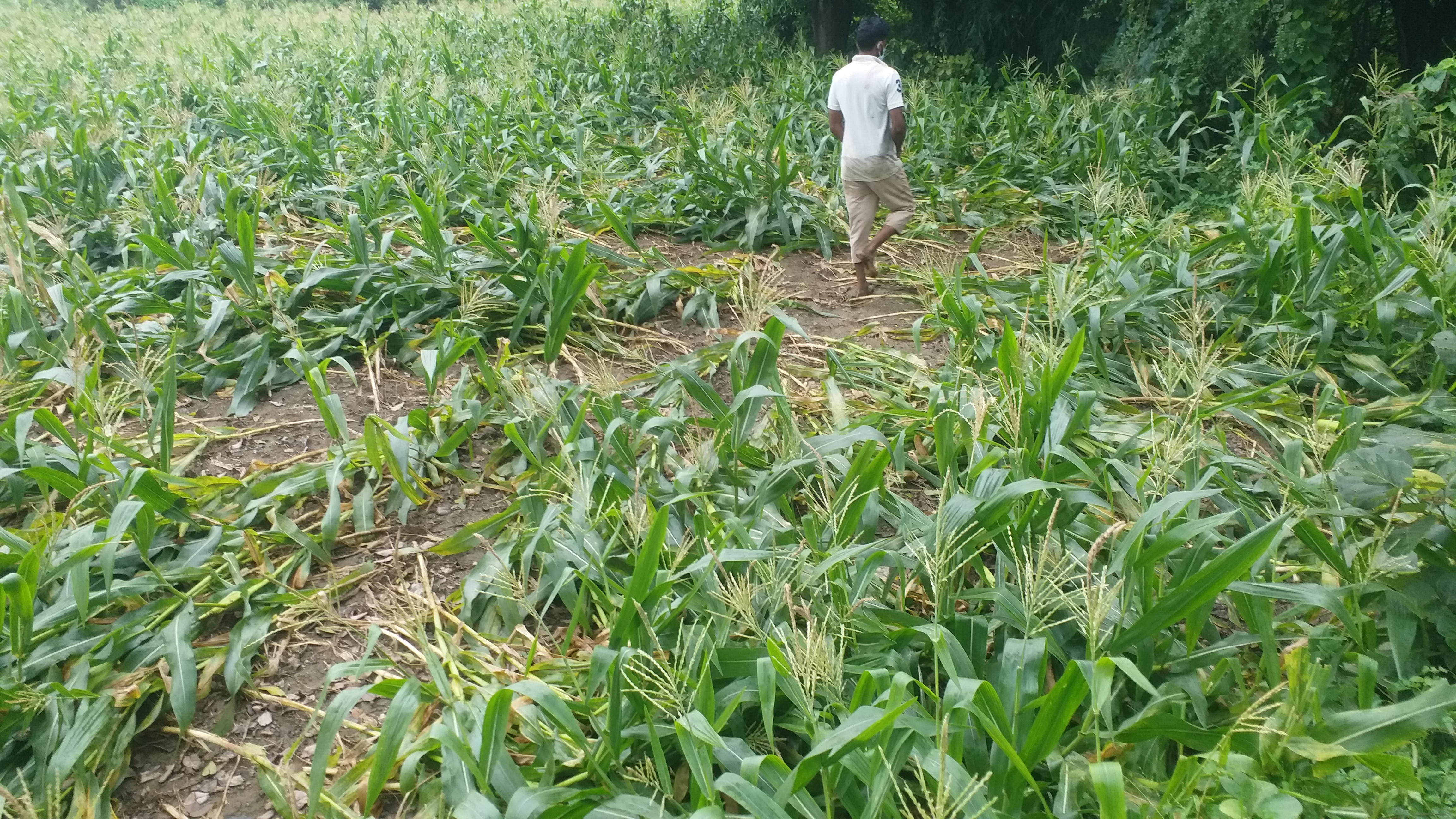 maize crop damage