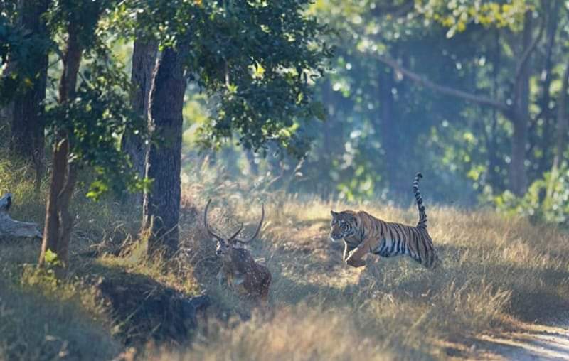 Pench tiger reserve