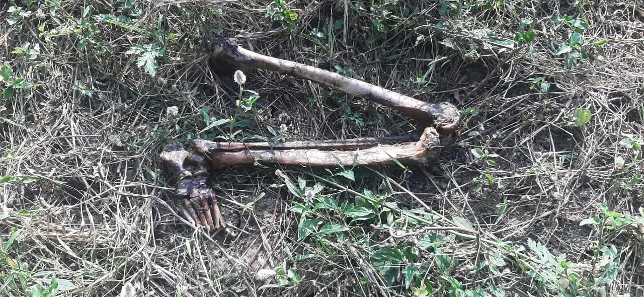 male skeleton found near temple in khajuraho