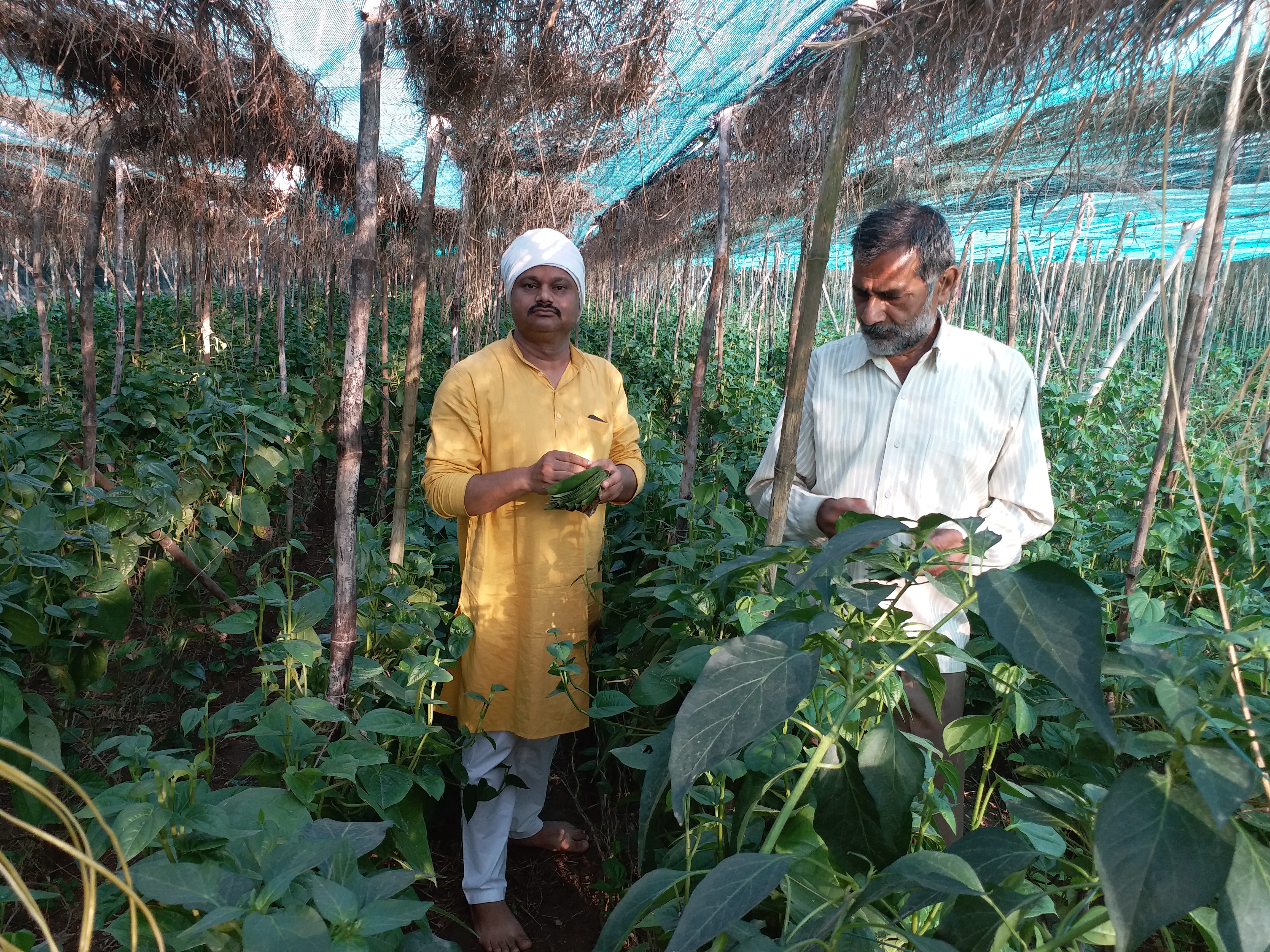 Loss of betel farming due to lockdown