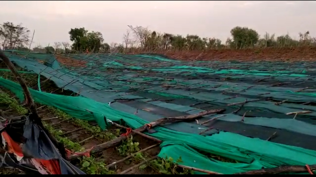 Paan Barreja fell due to storm in Garhi Malhara in chhatrpur