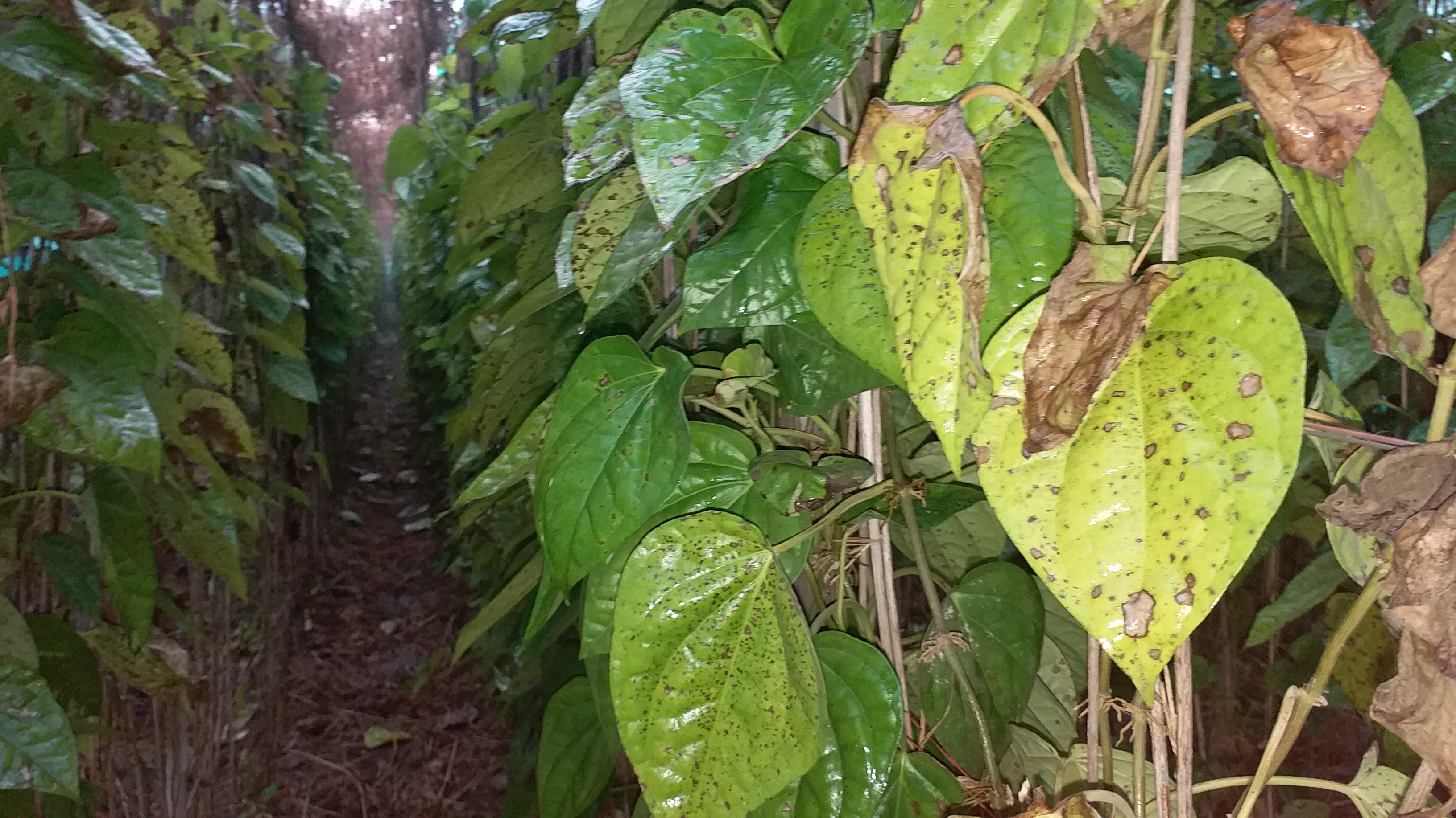 Betel farming wasted