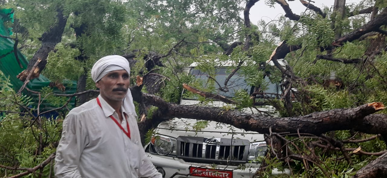 giant-neem-tree-fell-in-chhatarpur-due-to-strong-storm