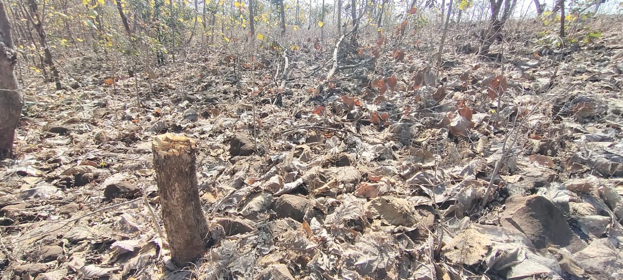 Illegal felling of trees