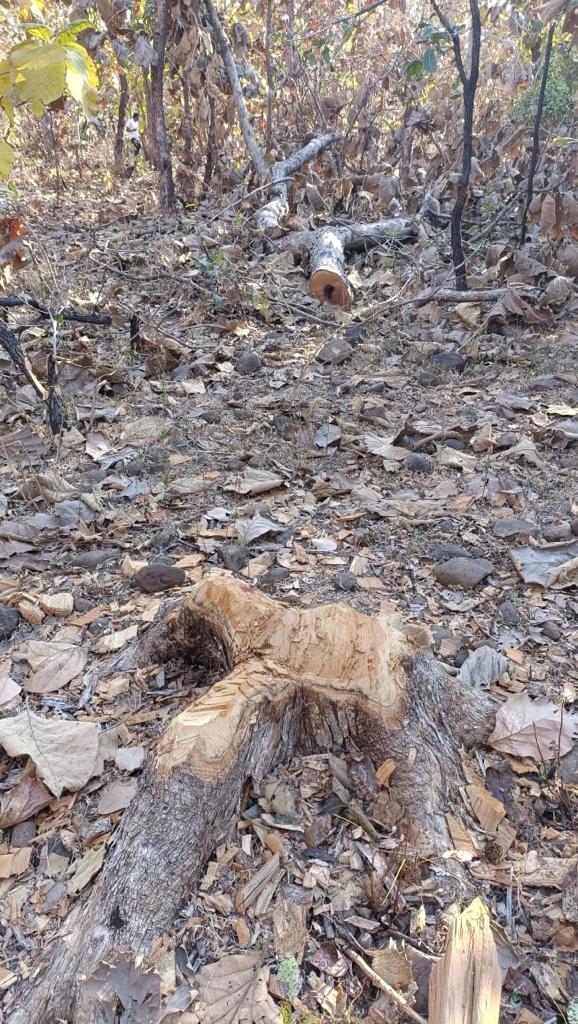 dewas wood mafia destroy teak trees