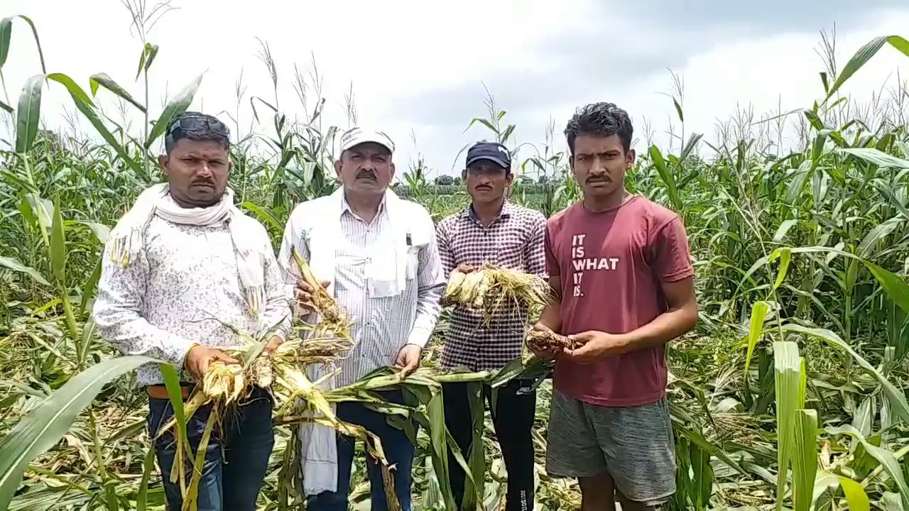 Invasion of wild boars on crops