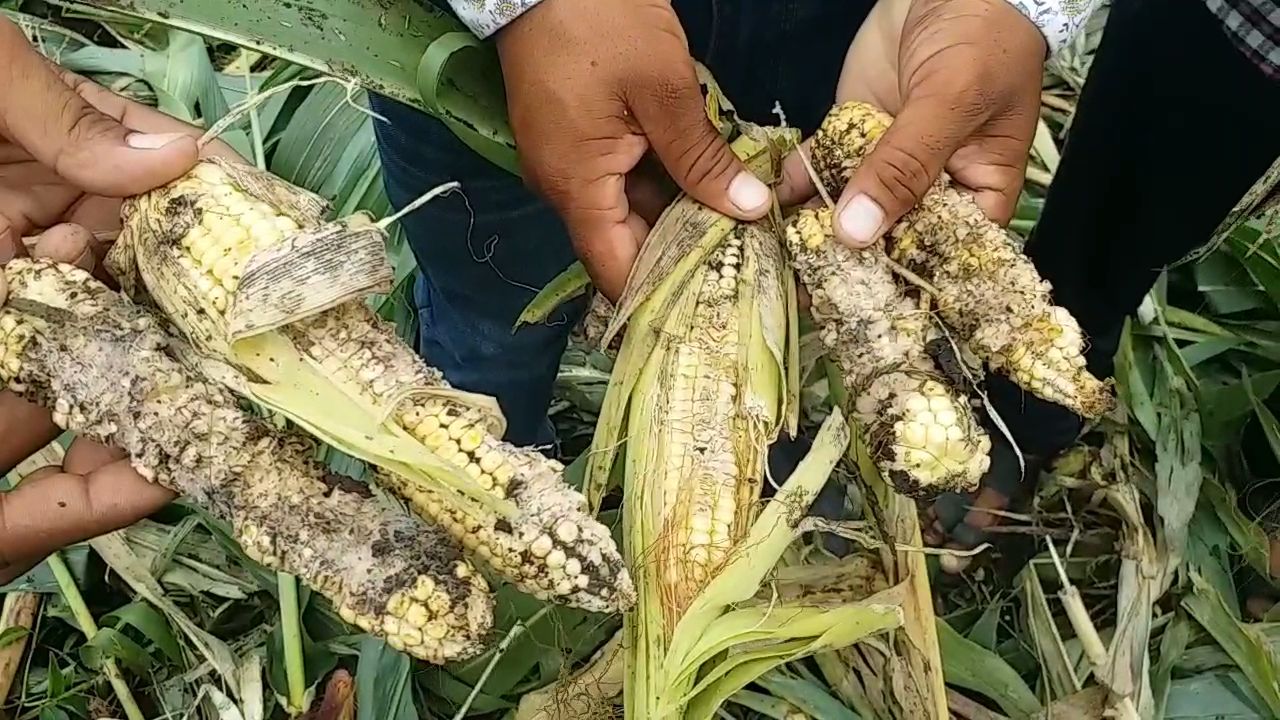 Invasion of wild boars on crops