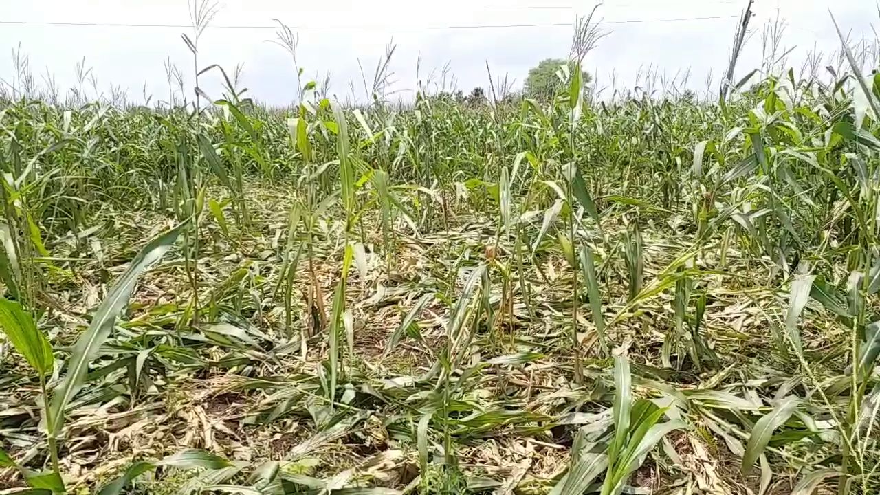 Invasion of wild boars on crops