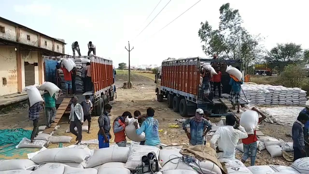 Purchasing wheat from farmers is not being done on time