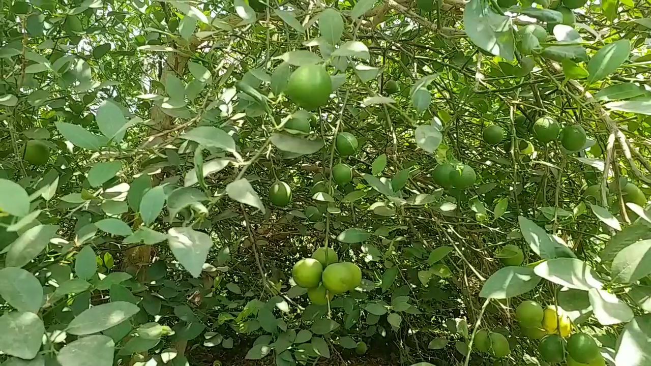 Lemon farmer upset due to lockdown in Dhar