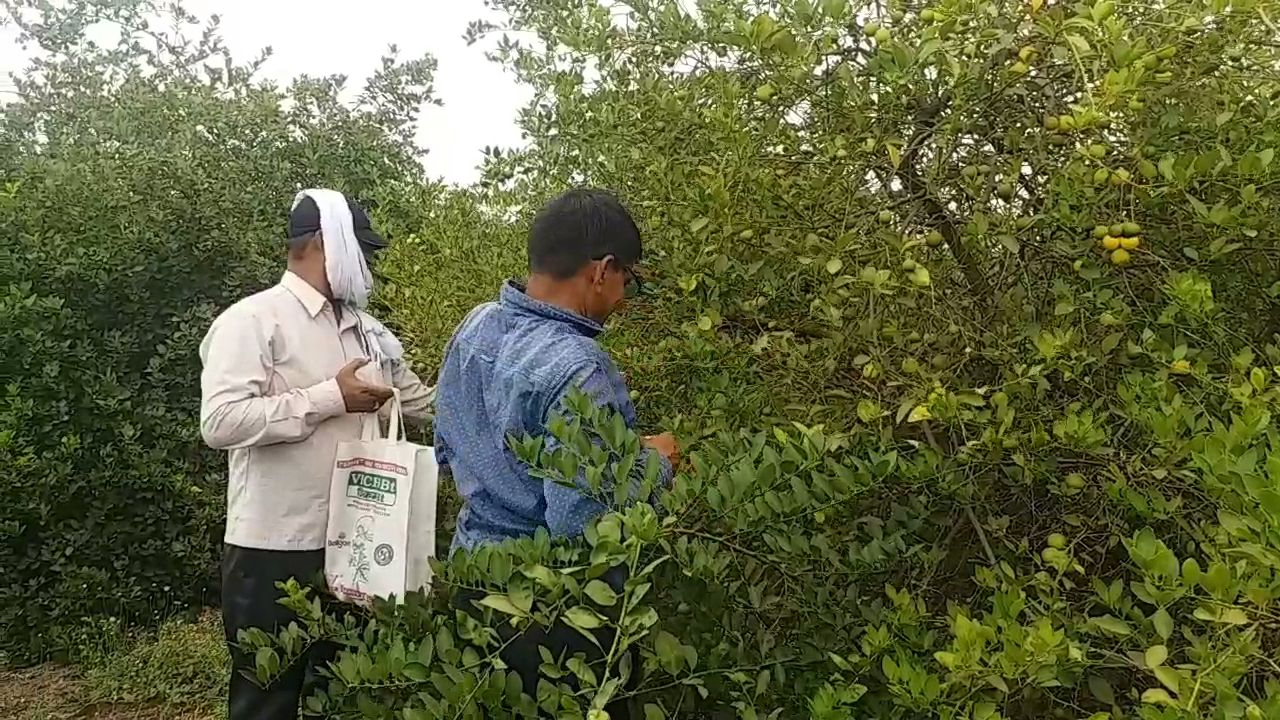 Lemon farmer upset due to lockdown in Dhar