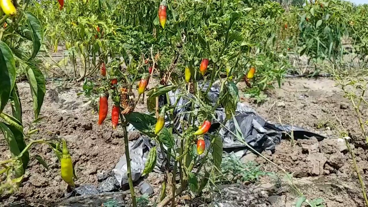 virus-attack-on-chilli-crop-whole-crop-ruined-in-dhar