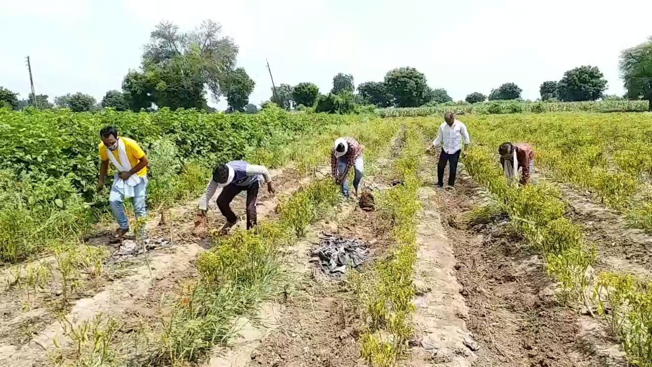 virus-attack-on-chilli-crop-whole-crop-ruined-in-dhar