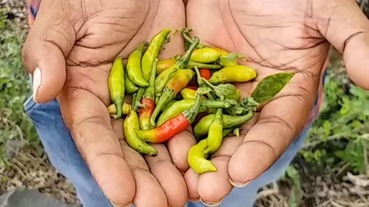 virus-attack-on-chilli-crop-whole-crop-ruined-in-dhar