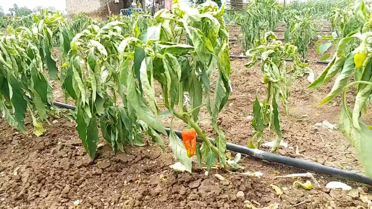 bitter gourd and chilli crop wasted d