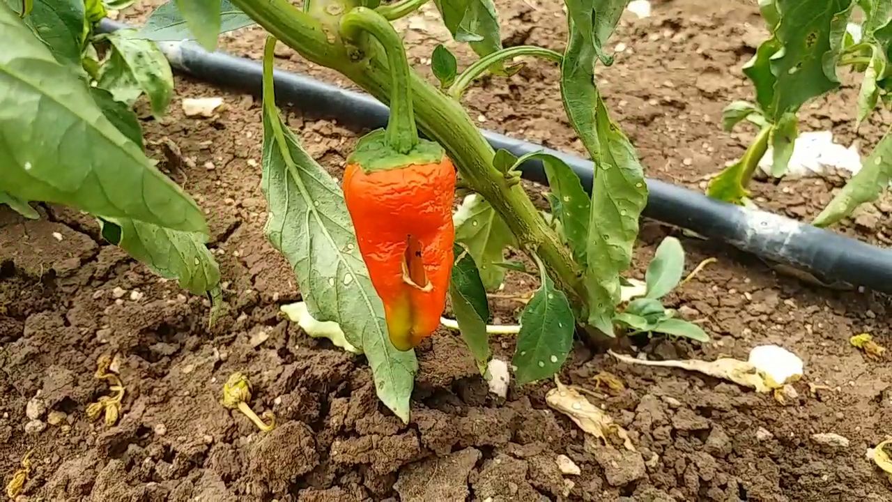 bitter gourd and chilli crop wasted d