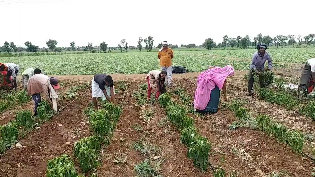 bitter gourd and chilli crop wasted d