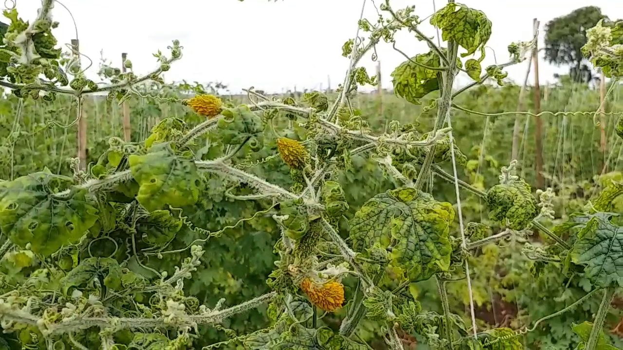 bitter gourd and chilli crop wasted d