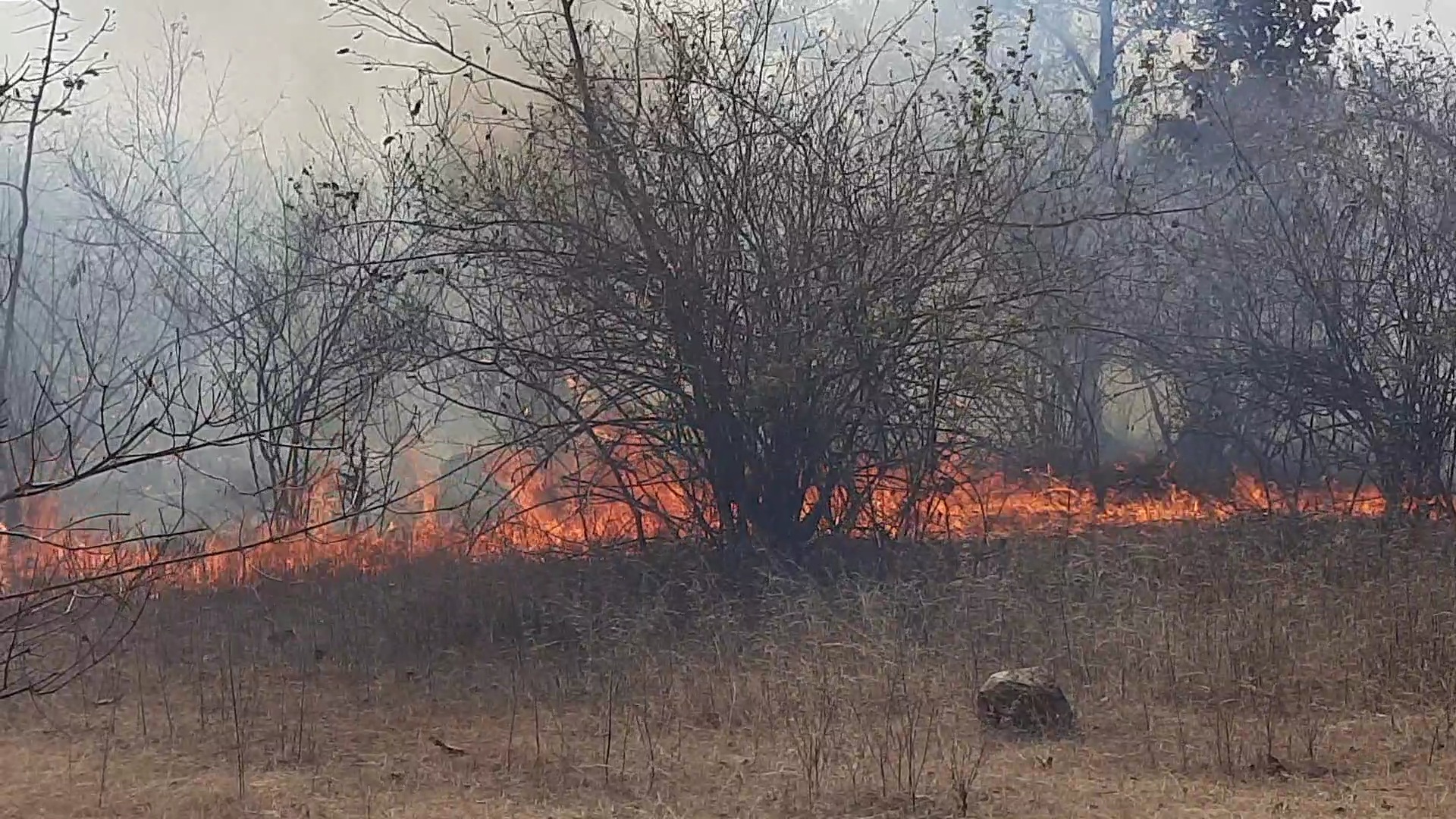 Forest department could not extinguish forest fire in Damoh