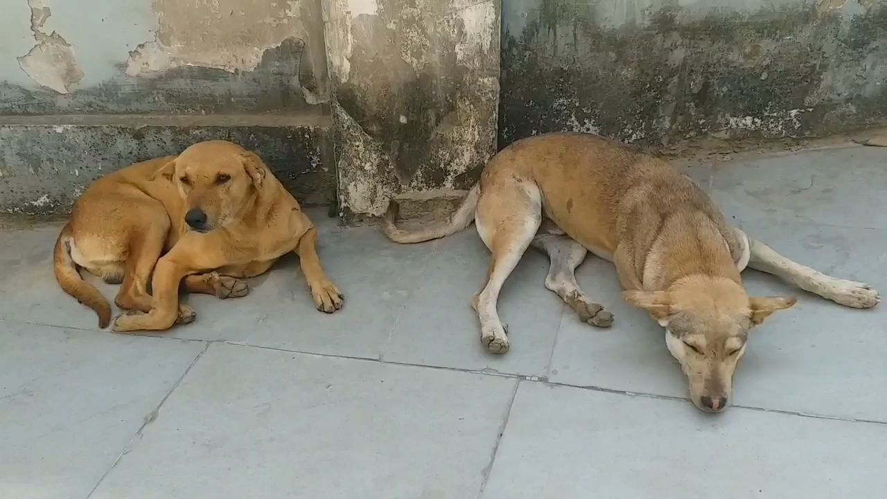 dog terror in Gwalior city