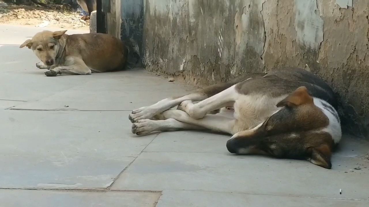 dog terror in Gwalior city