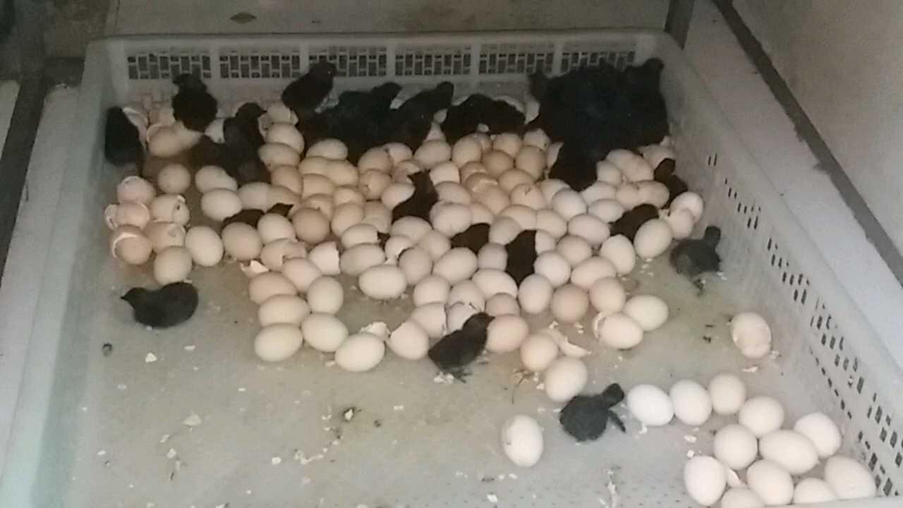 Kadaknath Chicks