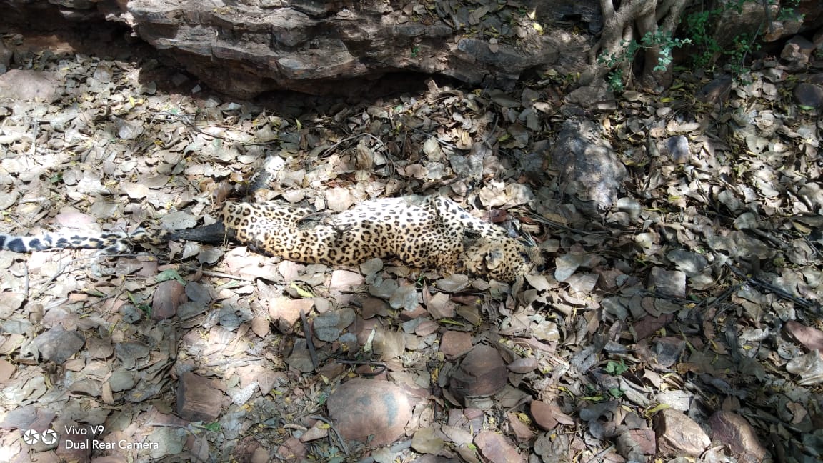 Leopard's body found in Gwalior