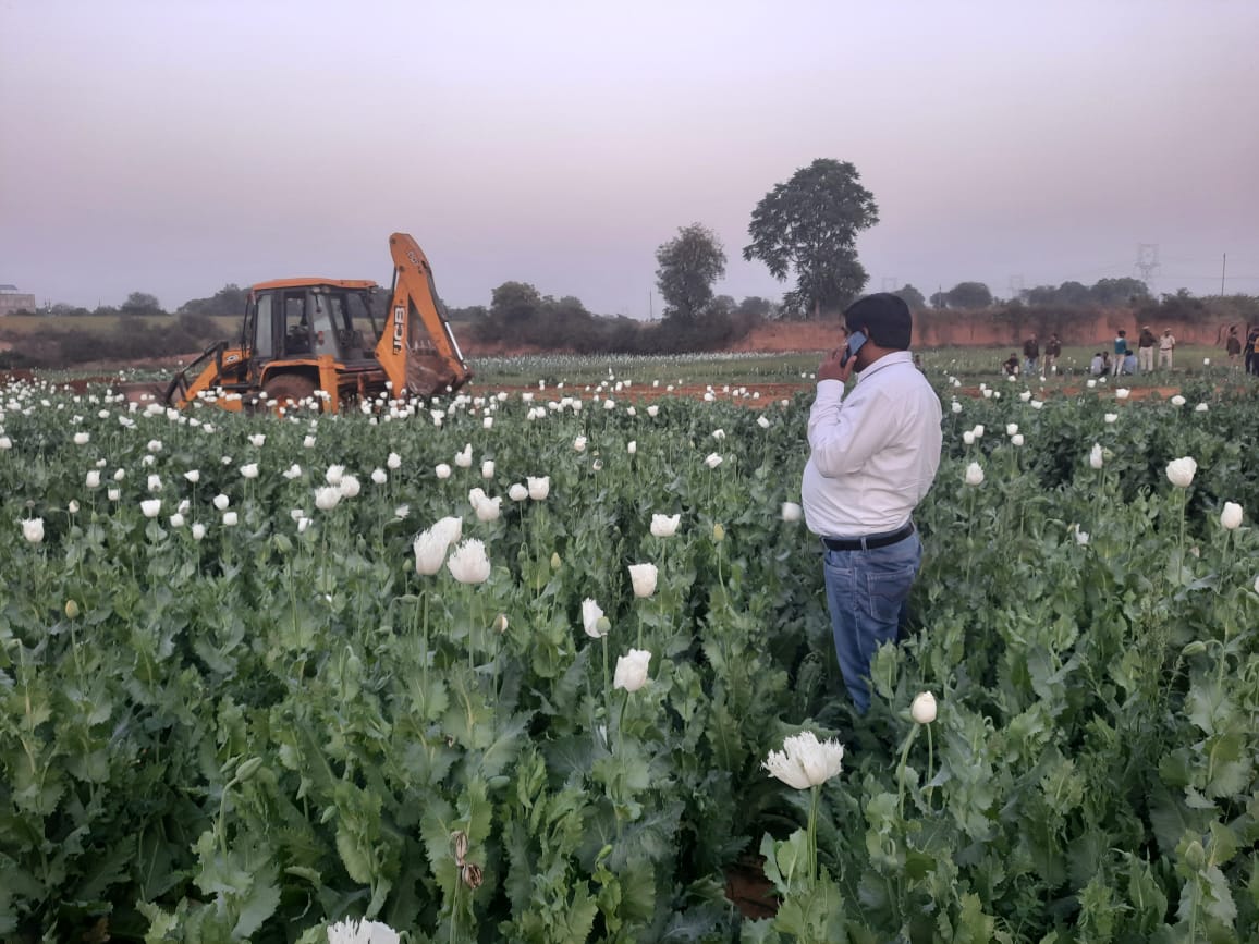 Hilt crop of opium