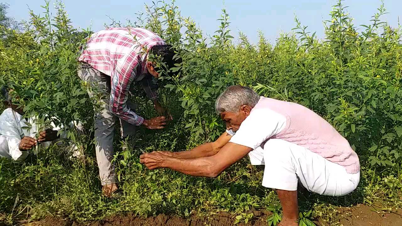 lakh farming in harda