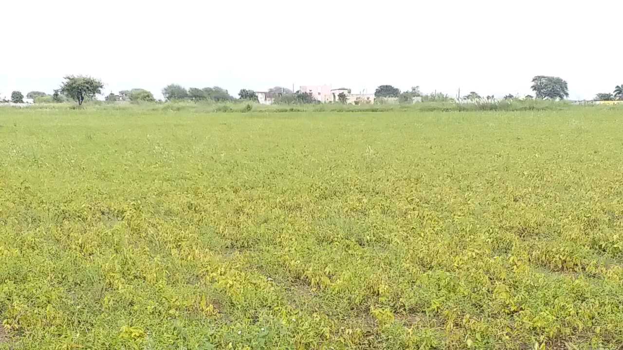 Withering crop as soon as the sun sets